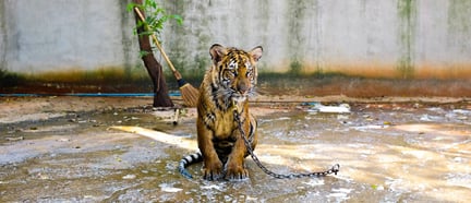 Tigre solitário com coleira em ambiente sem enriquecimento