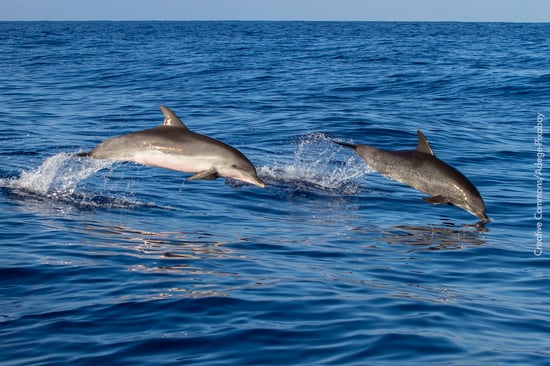 Dois golfinhos nadando em alto mar