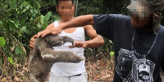 Vídeo chocante mostra preguiça sendo capturada na Amazônia para ser usada em selfies