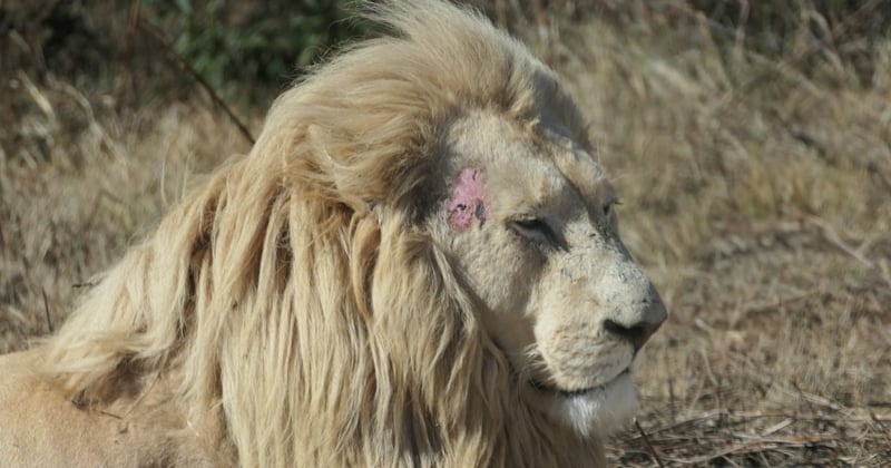 Leão branco com lesão na pele.