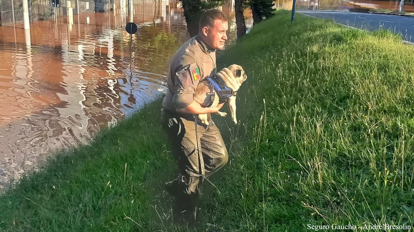Cachorro sendo resgatado após enchente no Rio Grande do Sul - Seguro Gaúcho - André Bresolin