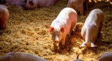 Relatório aponta empresas que mais se preocupam com o bem-estar de animais de fazenda