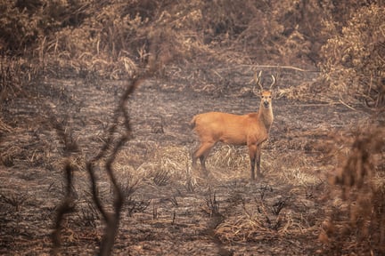 Um cervo-do-Pantanal parado, olhando para o lado, em meio a uma área que foi queimada - a área, que era verde, está toda marrom.