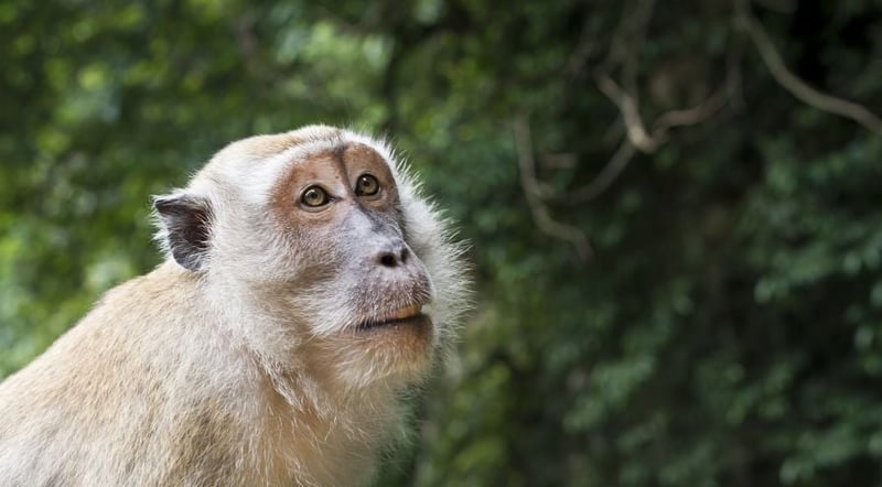 12 dicas para ser um turista amigo dos animais
