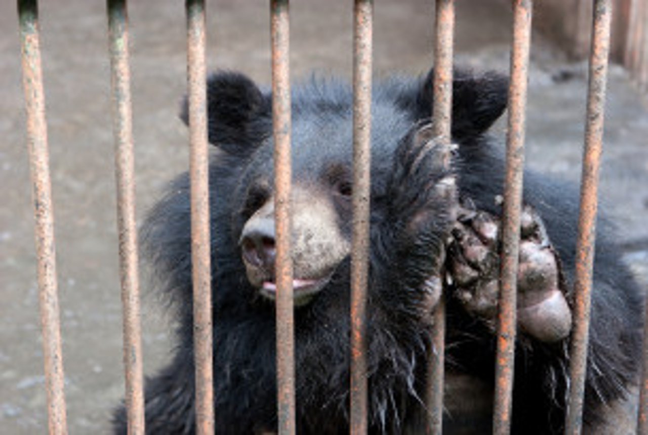 bear, bear bile,