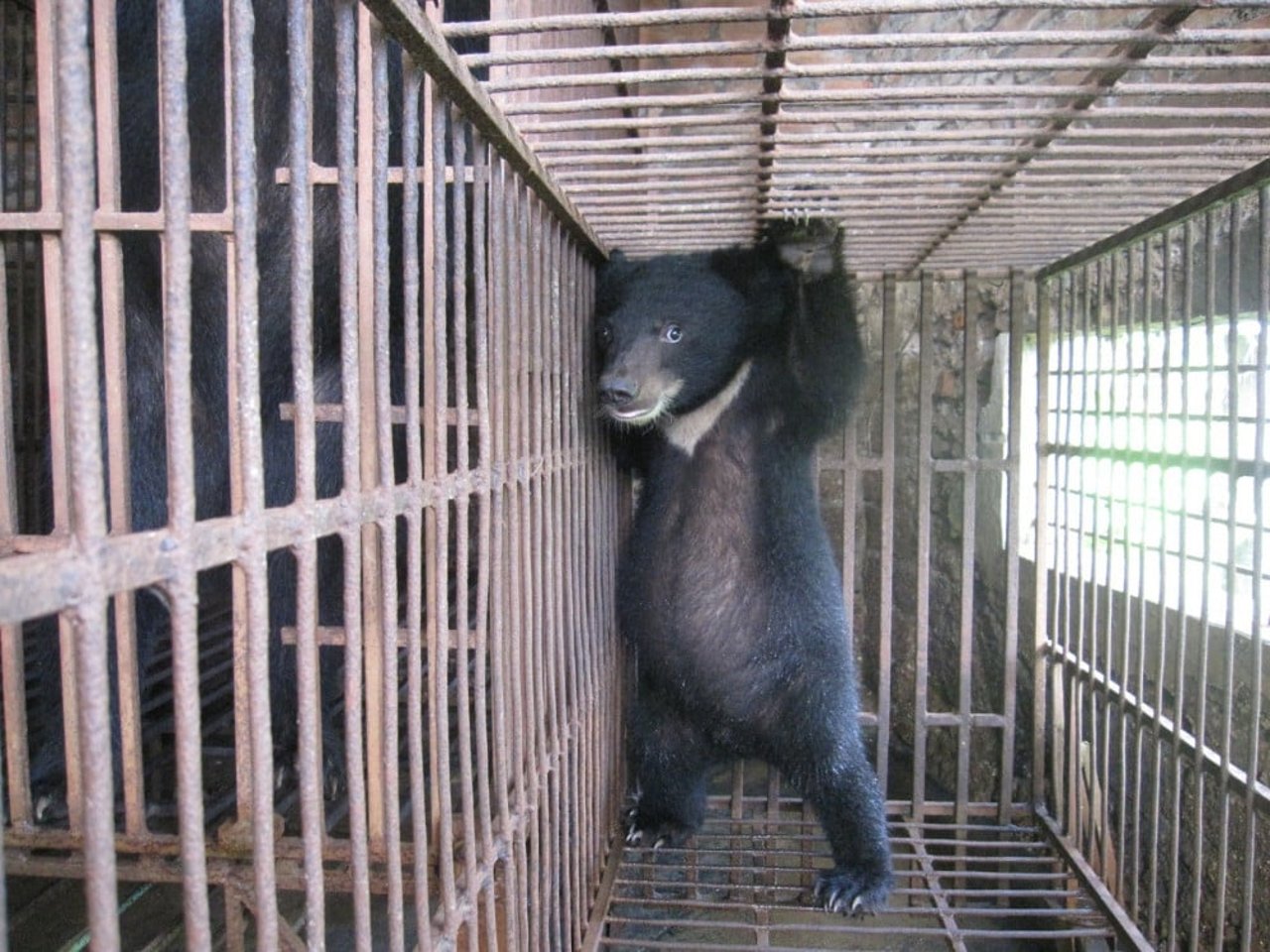 A bear cub on a farm in Vietnam - photo by our partners Education for Nature Vietnam