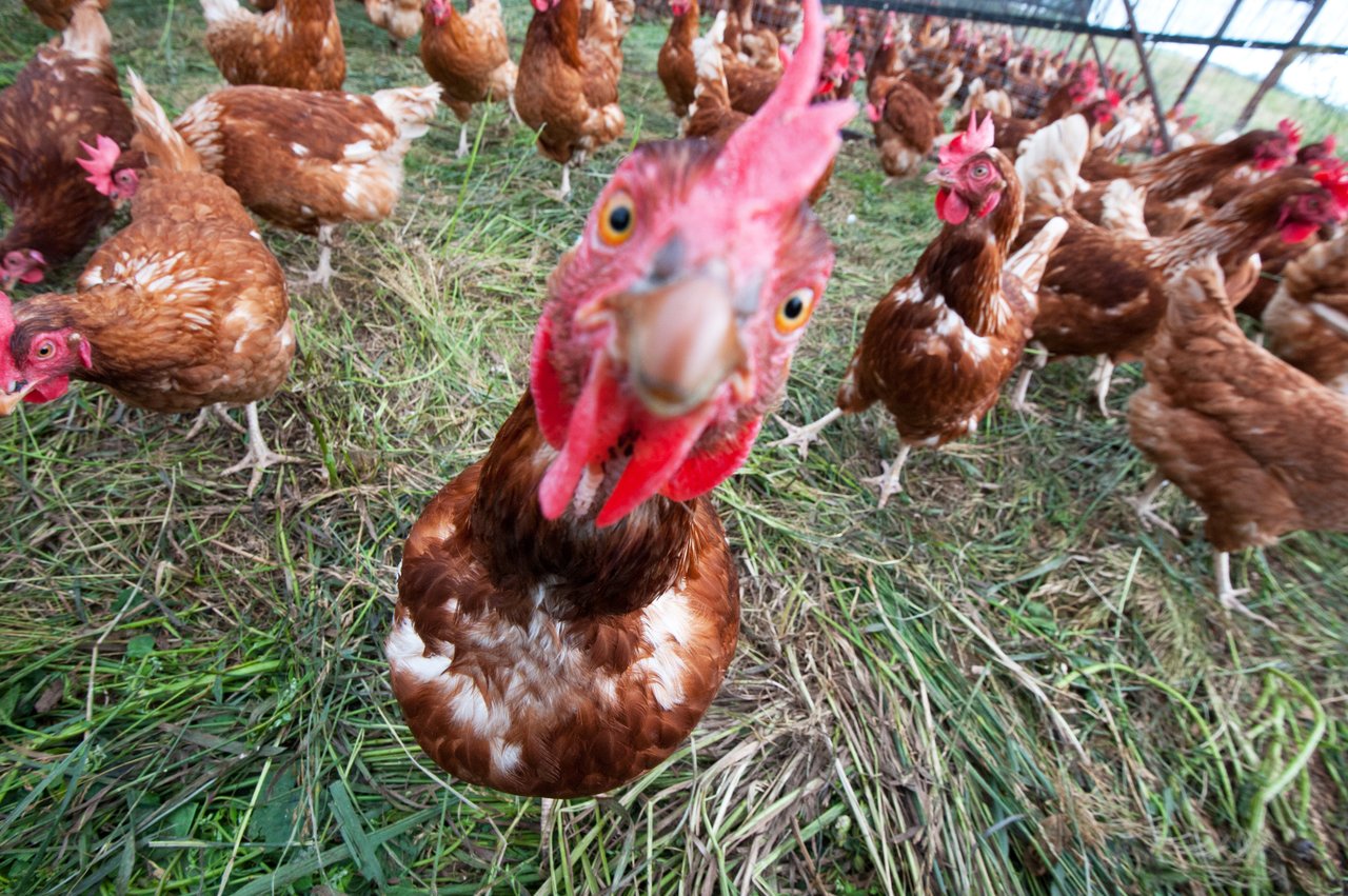 Fast food giants are failing chickens