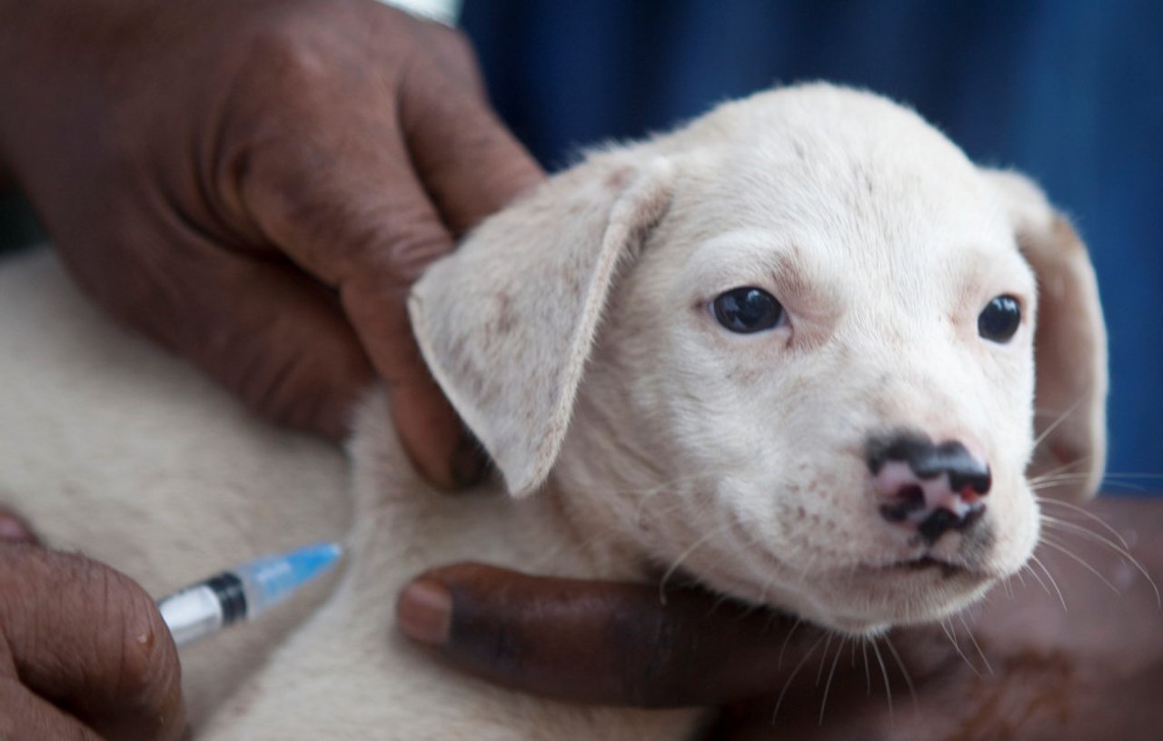 Dogs in Zanzibar