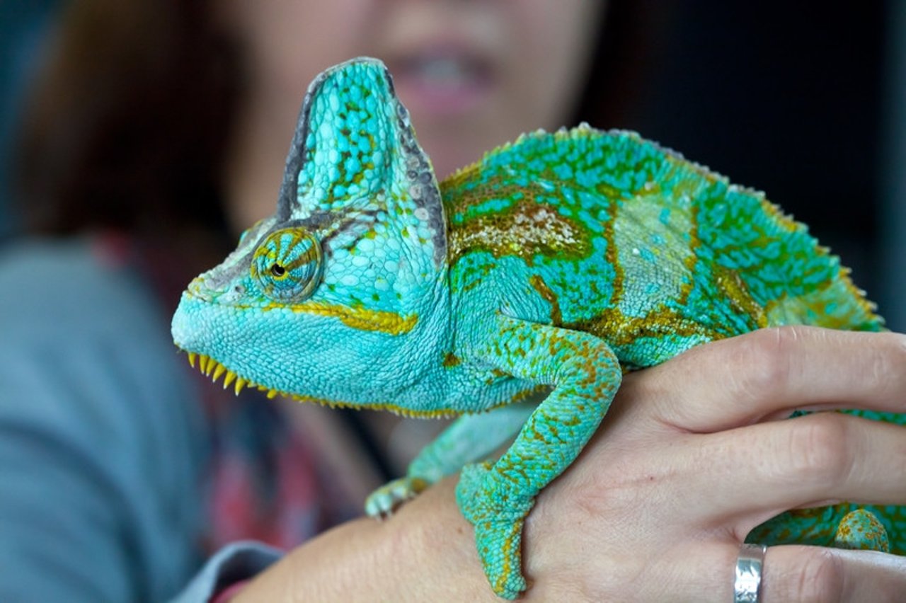 A lizard kept in a tank as a pet