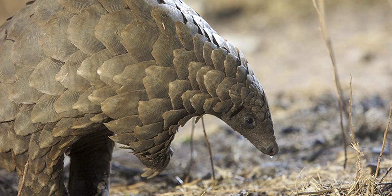 Um pangolim selvagem no deserto