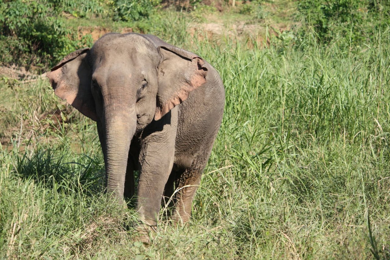 Elefante na natureza - Proteção Animal Mundial - Silvestre. Não entretenimento.