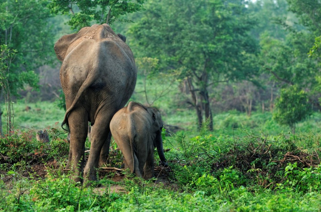 Mother and baby elephants in the wild