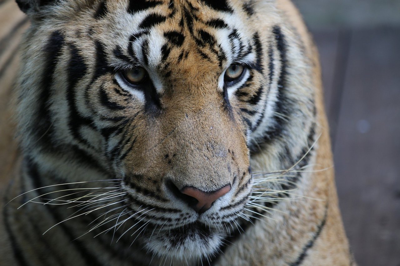 Ikke to tigre er ens - alle har unikke mønstre af striber og farver