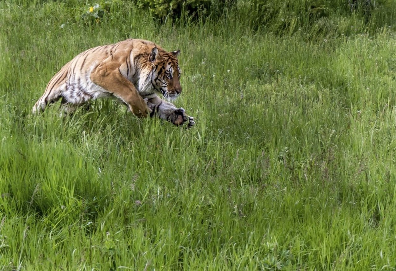 Um tigre na natureza