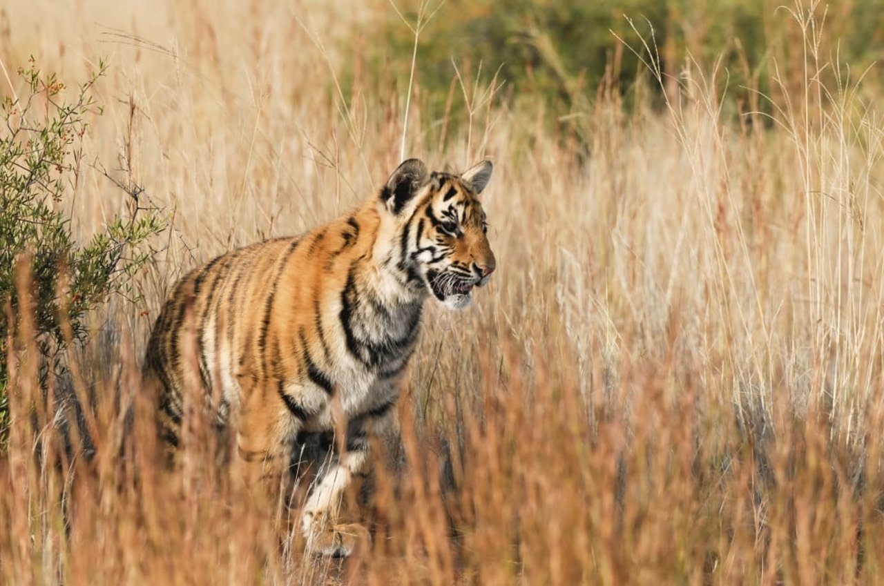 Un tigre en la naturaleza