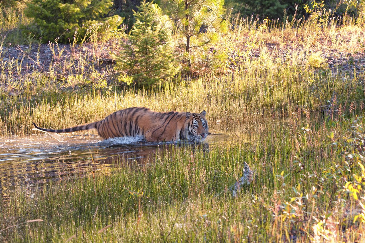 Ikke to tigre er ens - alle har unikke mønstre af striber og farver