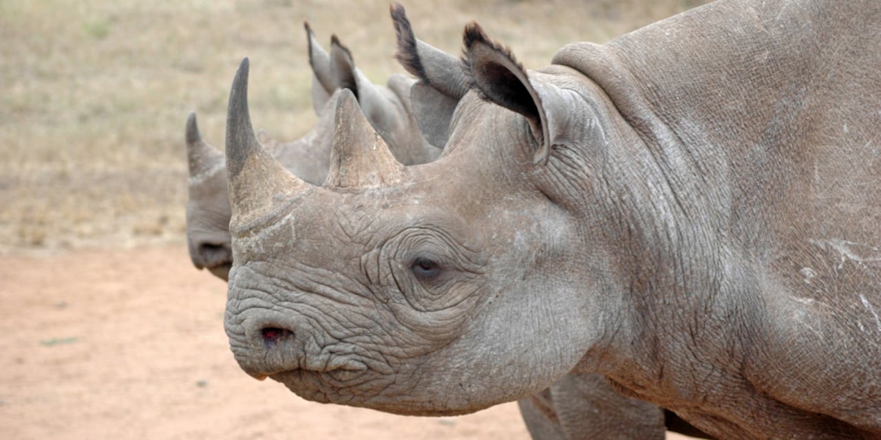 A black rhino in Mikomazi National Park in Tanzania.