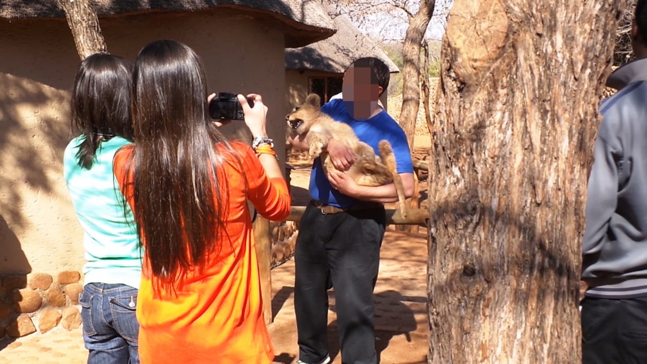 Turista segurando filhote de leão no colo enquanto duas mulheres registram o momento