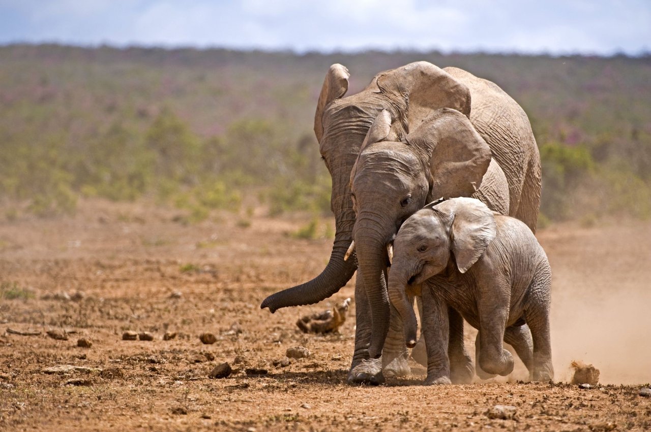 Três elefantes, de tamanhos diferentes, andando um ao lado do outro.