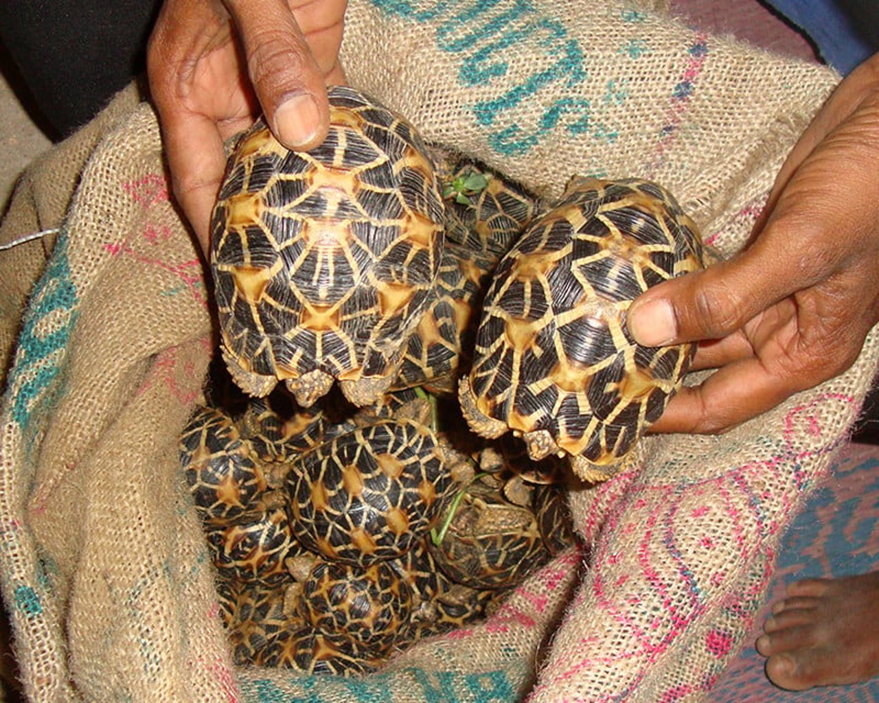 Papagaio-cinza-africano mantido como animal de estimação, todo cheio de falhas nas penas