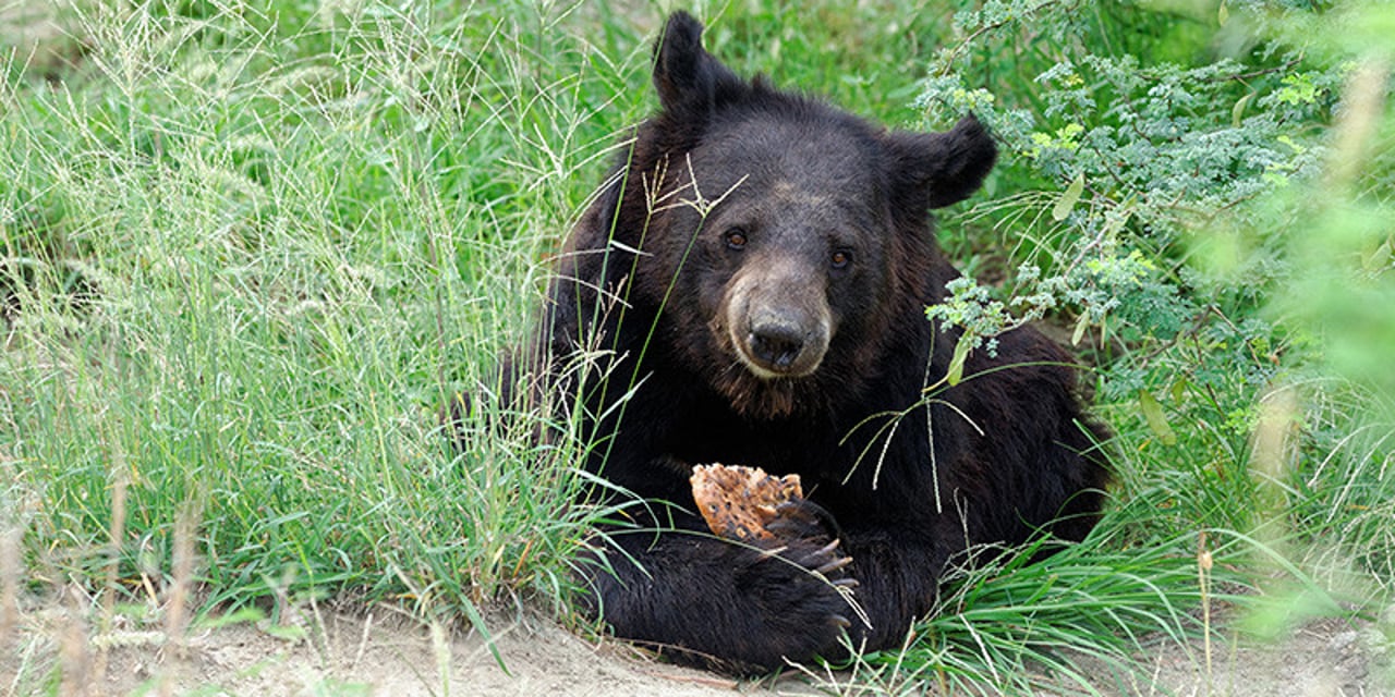 A bear sitting in the tall green grass, eating a biscuit prepared by the sanctuary staff