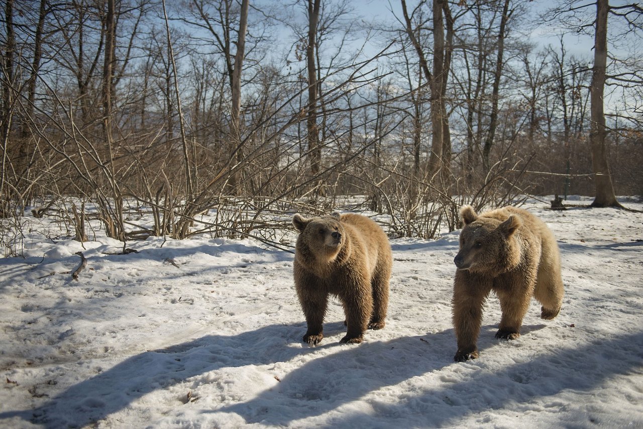 Elefantas Sow e Jahn andando em meio à natureza, passando por um trecho com água