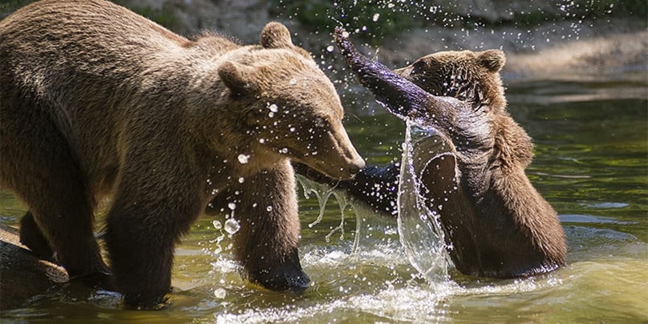 Filhote de urso marrom e sua mãe brincando em uma piscina natural, no santuário Libearty, na Romênia