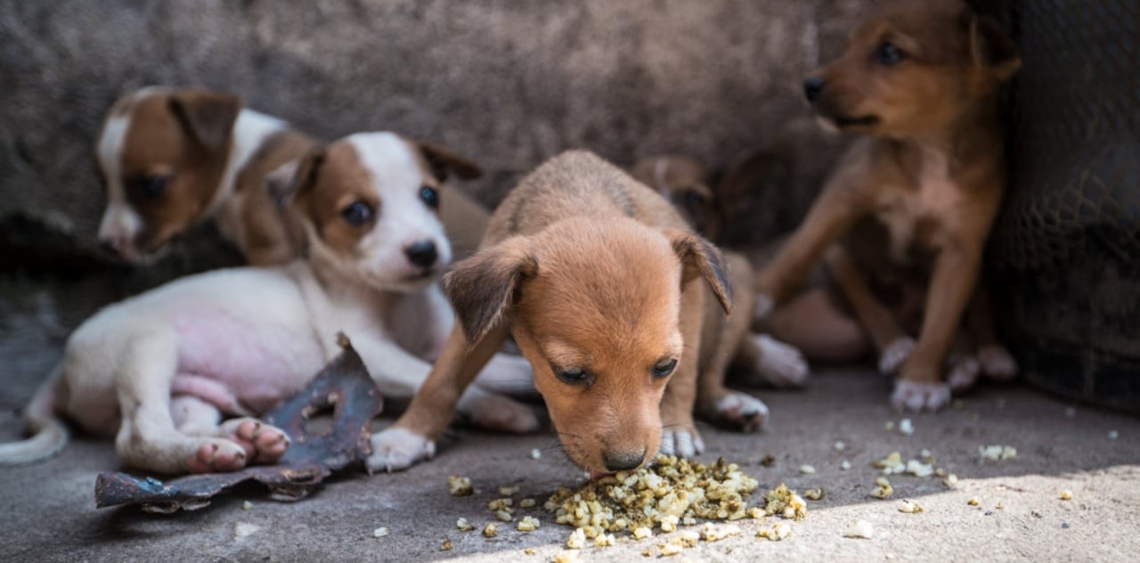 Puppies in Sierra Leone