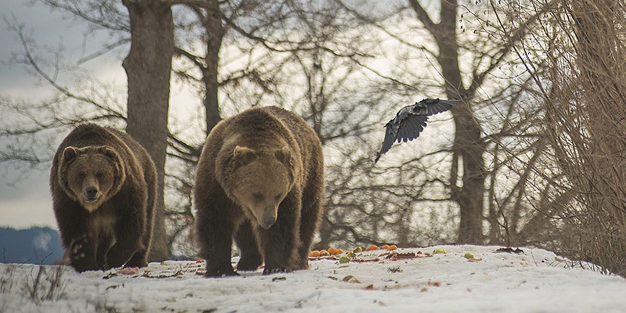 Two brown bears walk next to each other, directed towards the camera. It