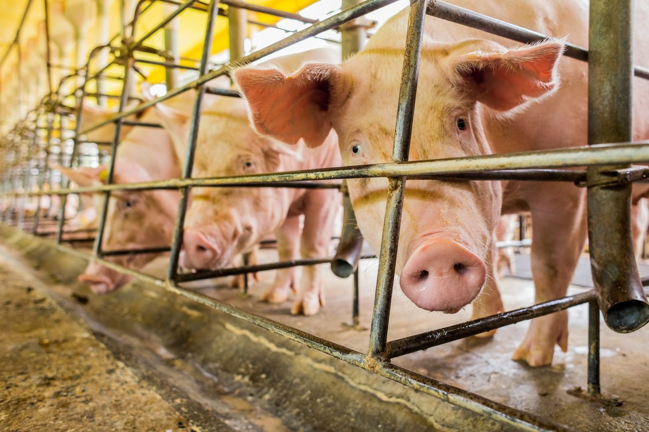 Porcas em gaiolas de gestação em uma fazenda com baixos níveis de bem-estar animal
