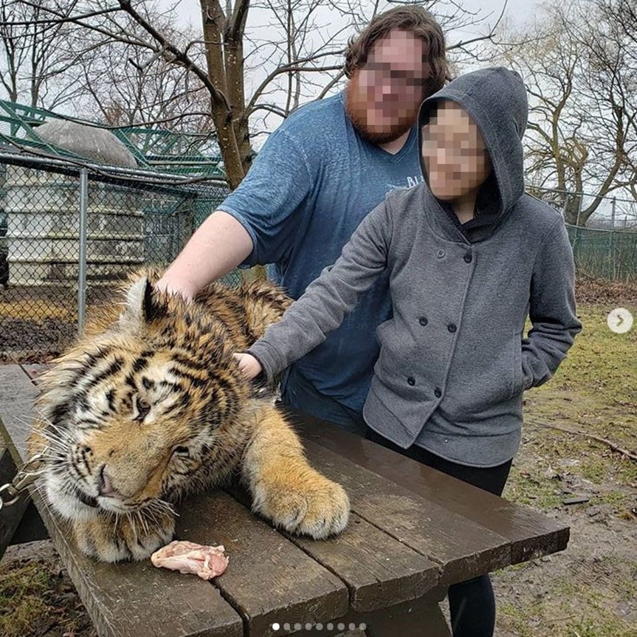 Homem e mulher posam para foto ao lado de um tigre dopado