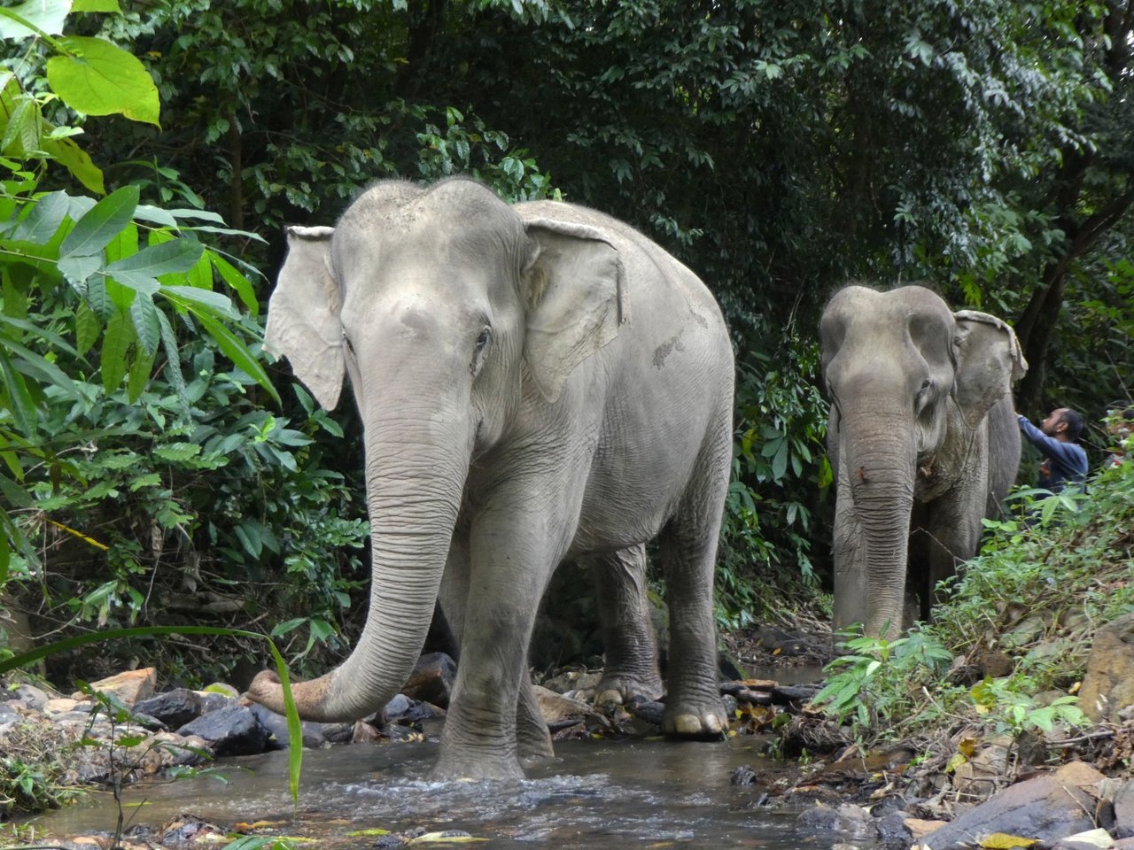 Elefantas Sow e Jahn andando em meio à natureza, passando por um trecho com água
