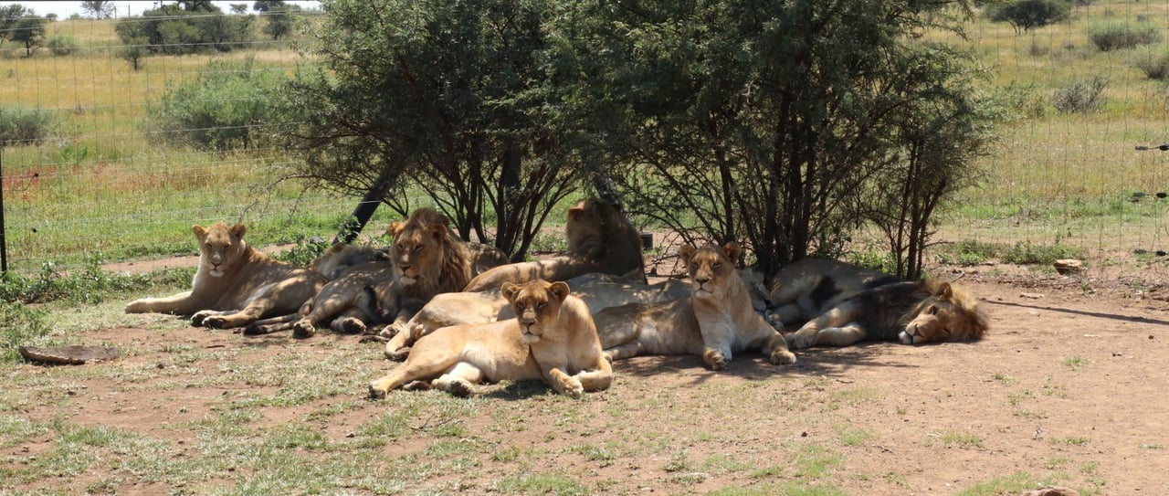 Lions at a venue in South Africa offering petting and interaction with big cats.