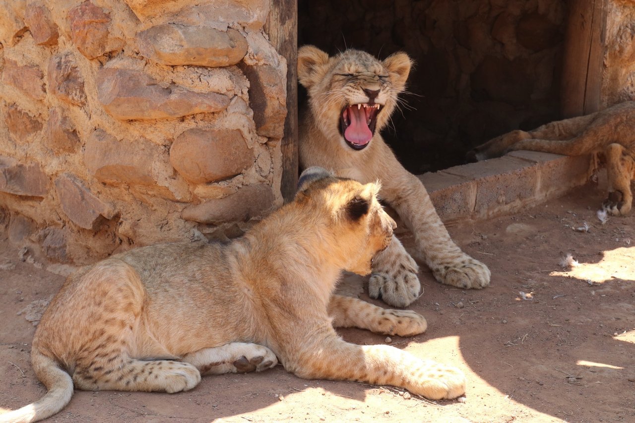 Lions at a venue in South Africa offering petting and interaction with big cats.