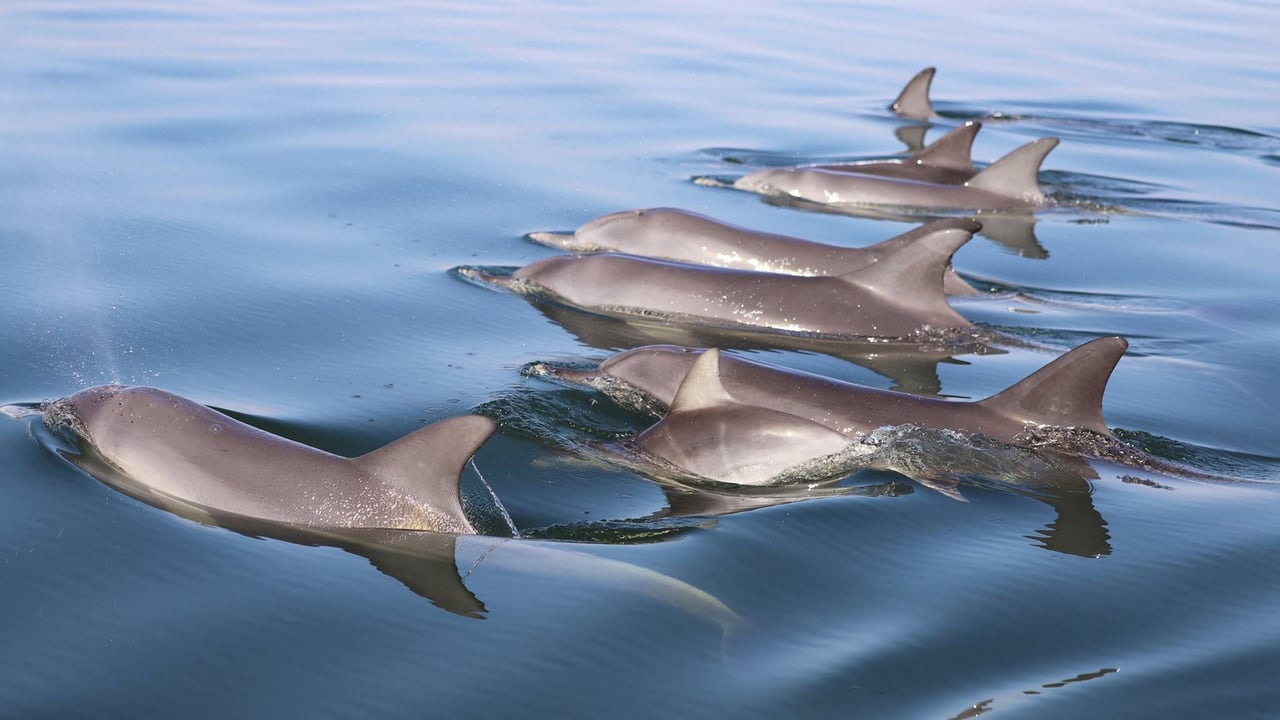 Delfiner har kæmpestore hjemmeområder i naturen. Foto: Mandurah Cruises