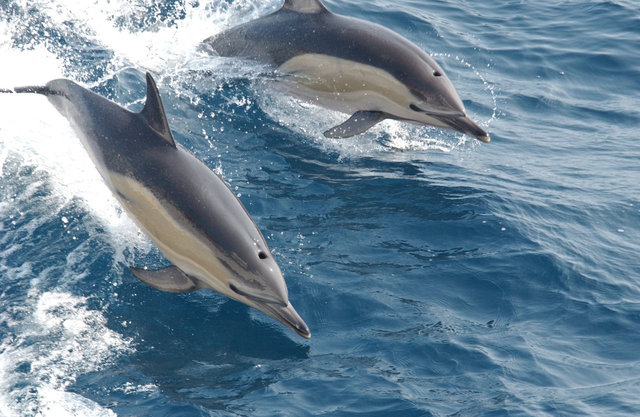 Delfiner har kæmpestore hjemmeområder i naturen. Foto: Mandurah Cruises