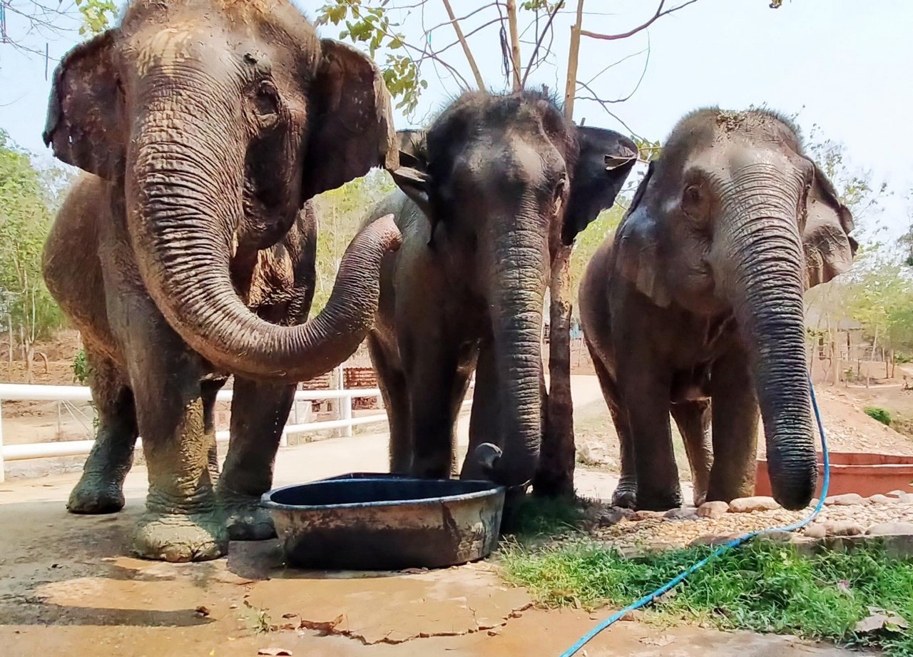 Elefantas Sow e Jahn andando em meio à natureza, passando por um trecho com água