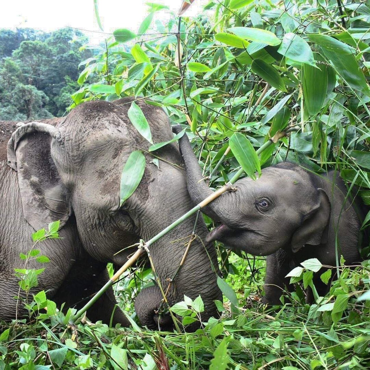 Dois elefantes adultos na natureza, um deitado e outro em pé, com as trombas entrelaçadas