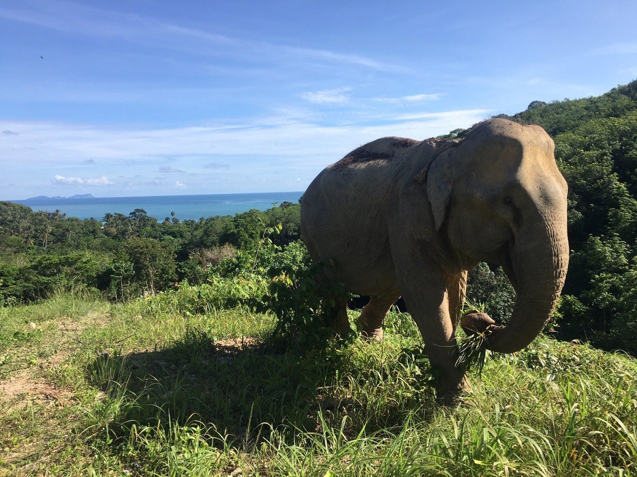 Dois elefantes adultos na natureza, um deitado e outro em pé, com as trombas entrelaçadas