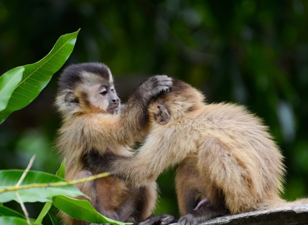 Wild young capuchin monkeys - Mauricio Forlani/ World Animal Protection Brazil