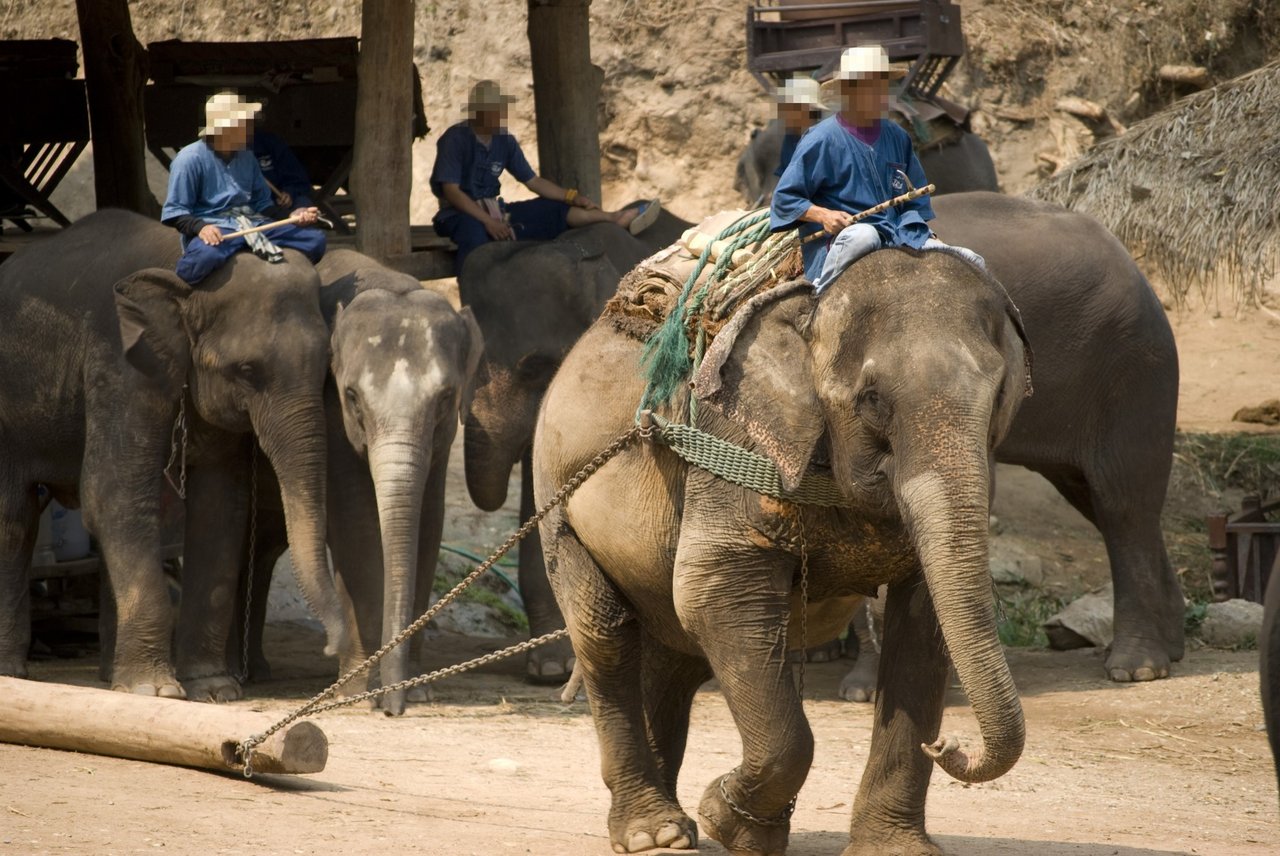 Elefantes explorado pela indústria madeireira, carregando uma pessoa nas costas enquanto uma corta está amarrada em seu corpo para puxar pedaços de madeira
