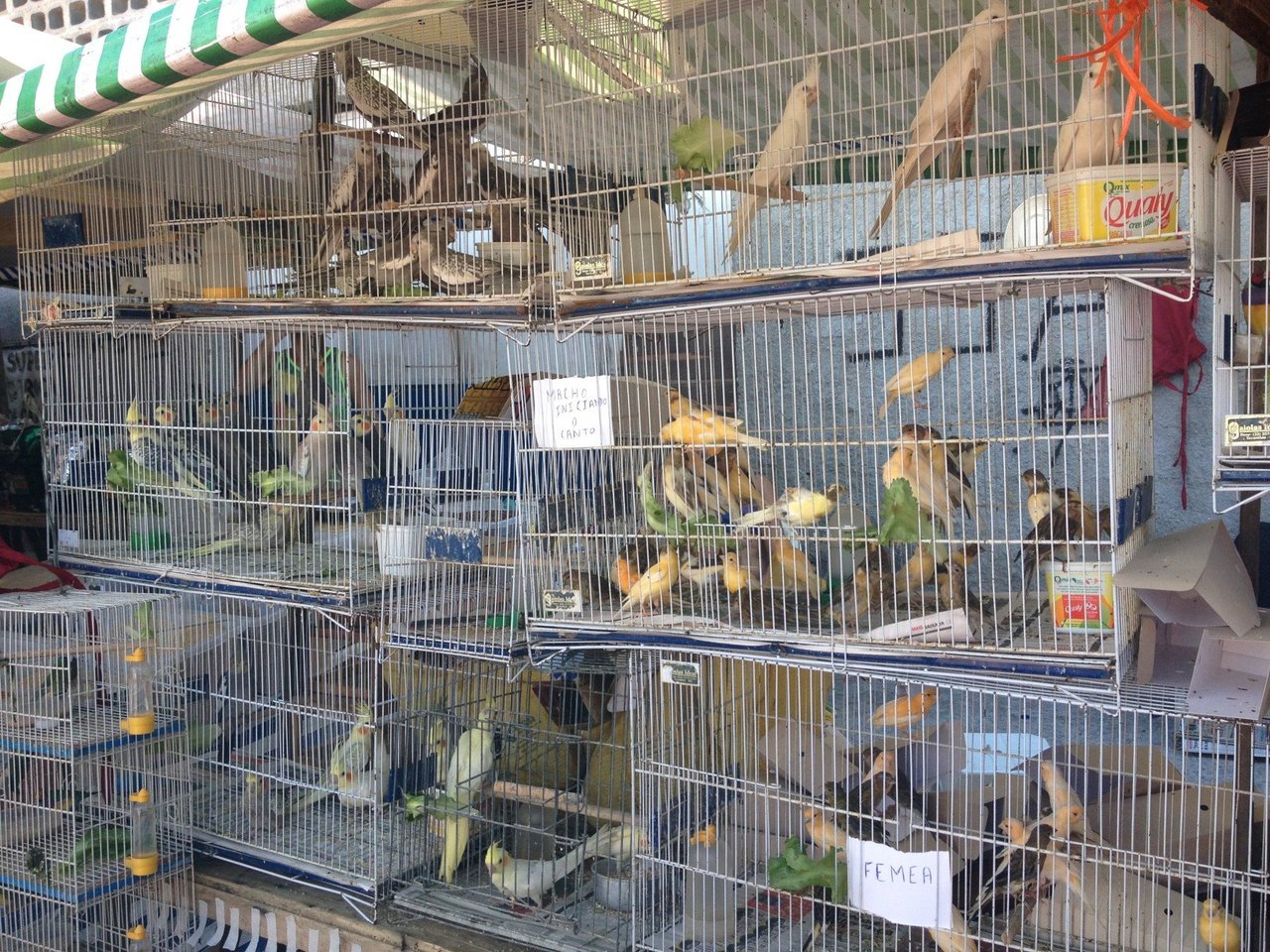 Pássaros em várias gaiolas em uma feira de rua no Rio de Janeiro