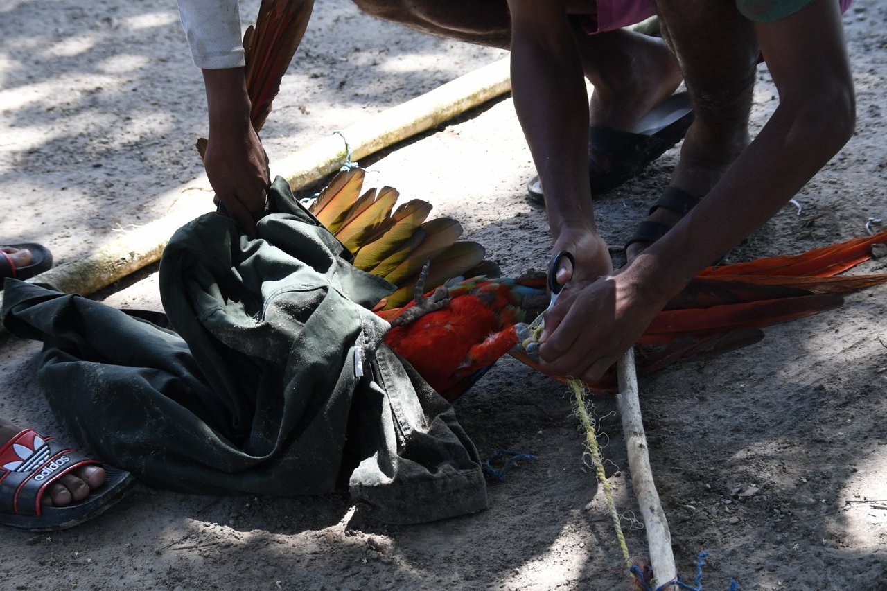 Arara-vermelha dentro de uma espécie de saco de pano, sendo amarrada pelas patas em um galho
