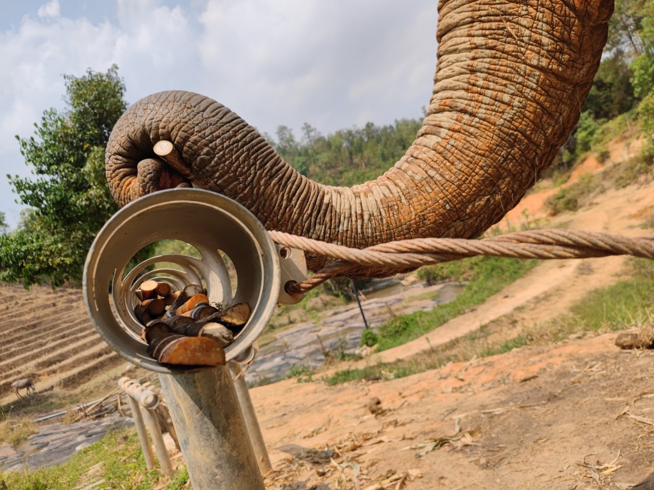 Dois elefantes adultos na natureza, um deitado e outro em pé, com as trombas entrelaçadas