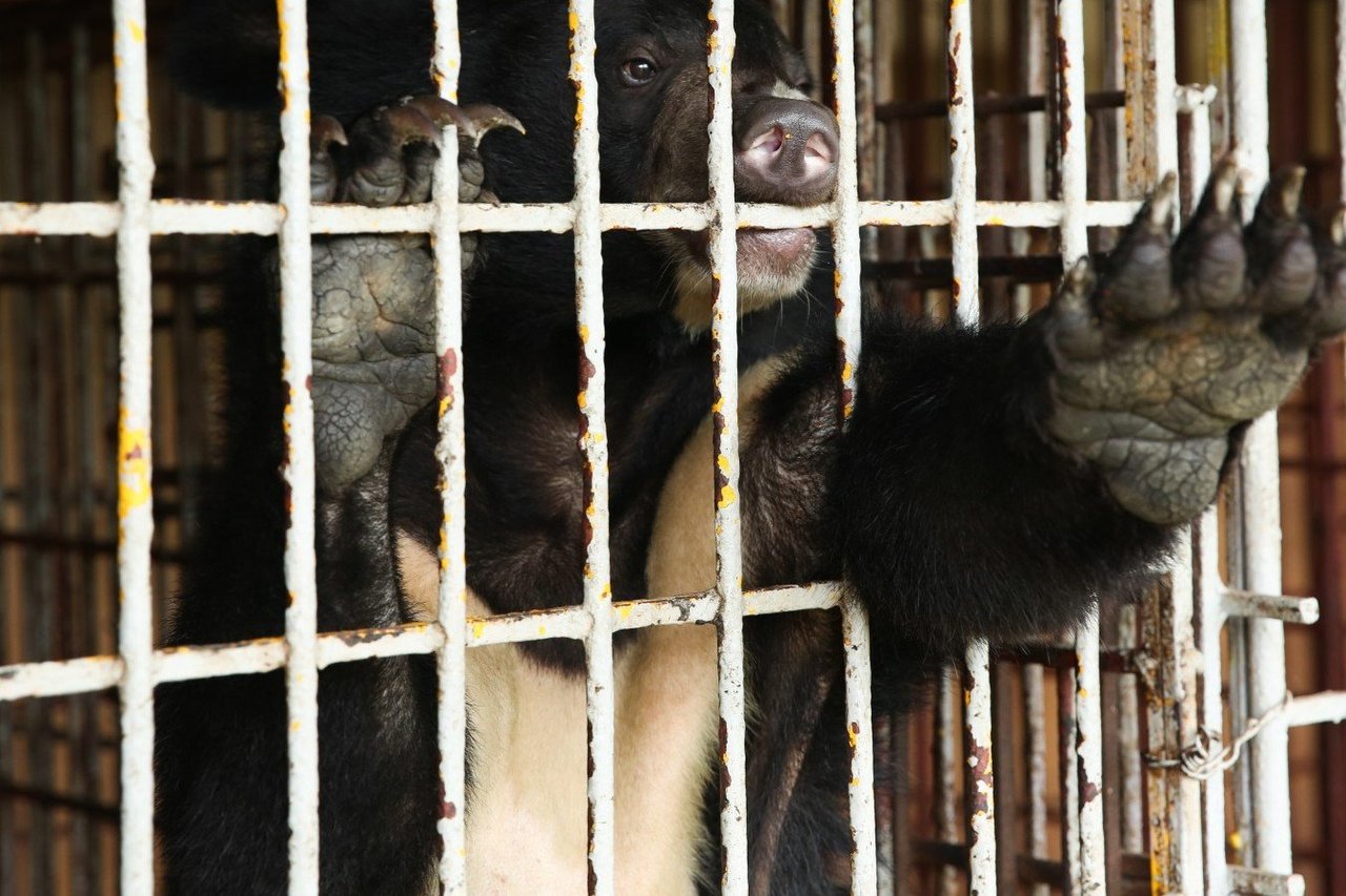 Urso preto asiático, chamado Cam, preso em uma jaula, com os braços para fora como se estivesse pedindo por ajuda.