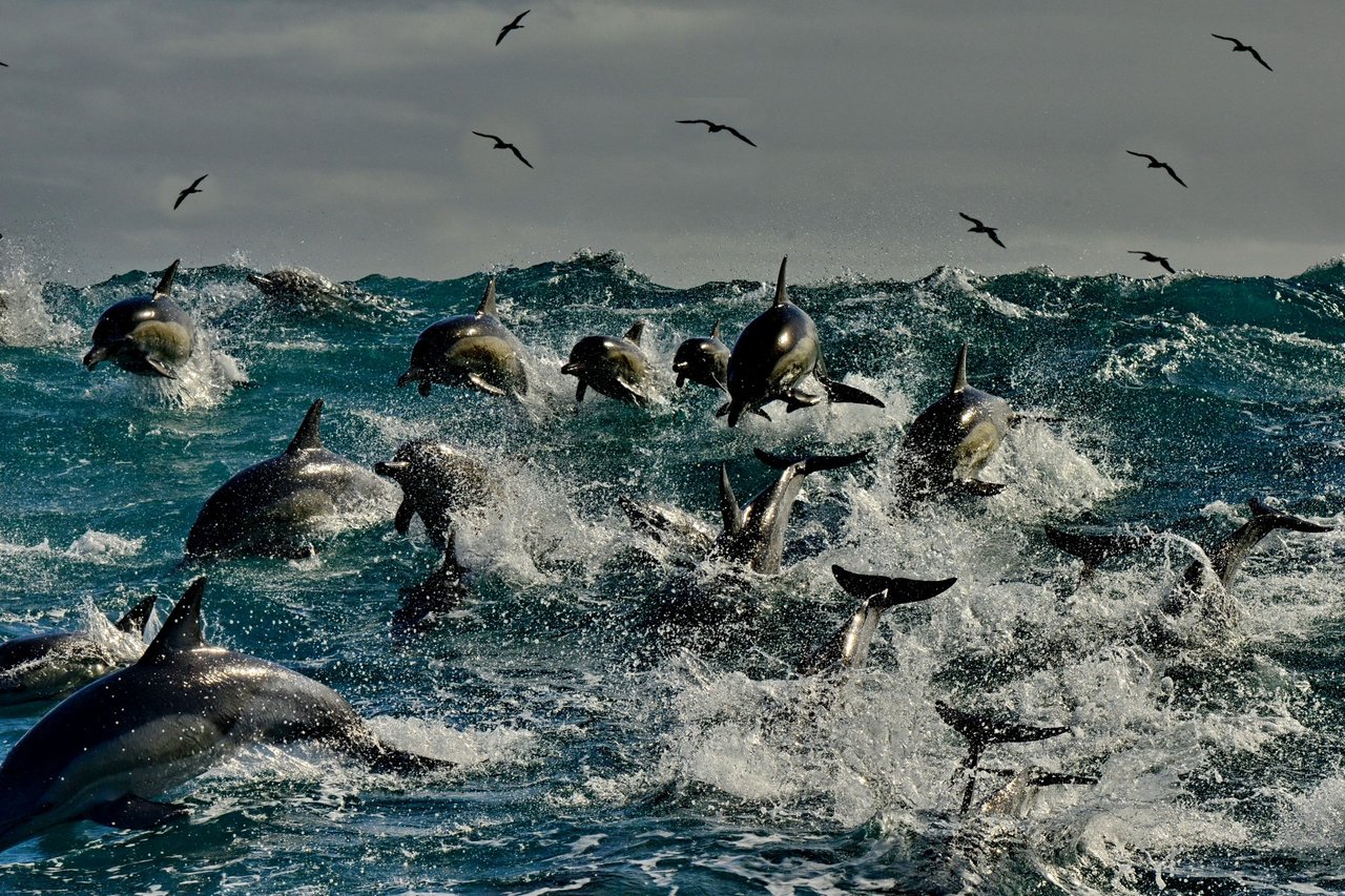 Dezenas de golfinhos em alto mar, em Algoa Bay, na África do Sul