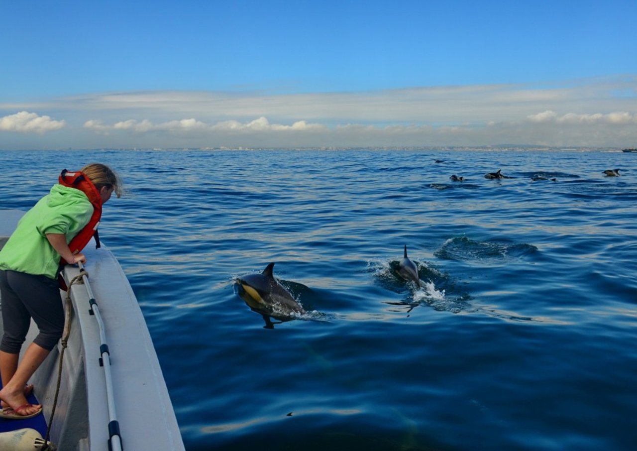 Dezenas de golfinhos em alto mar, em Algoa Bay, na África do Sul