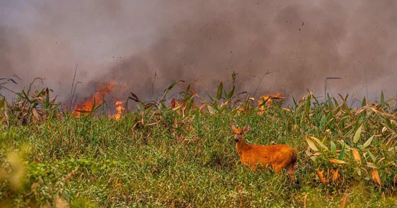 Pantanal