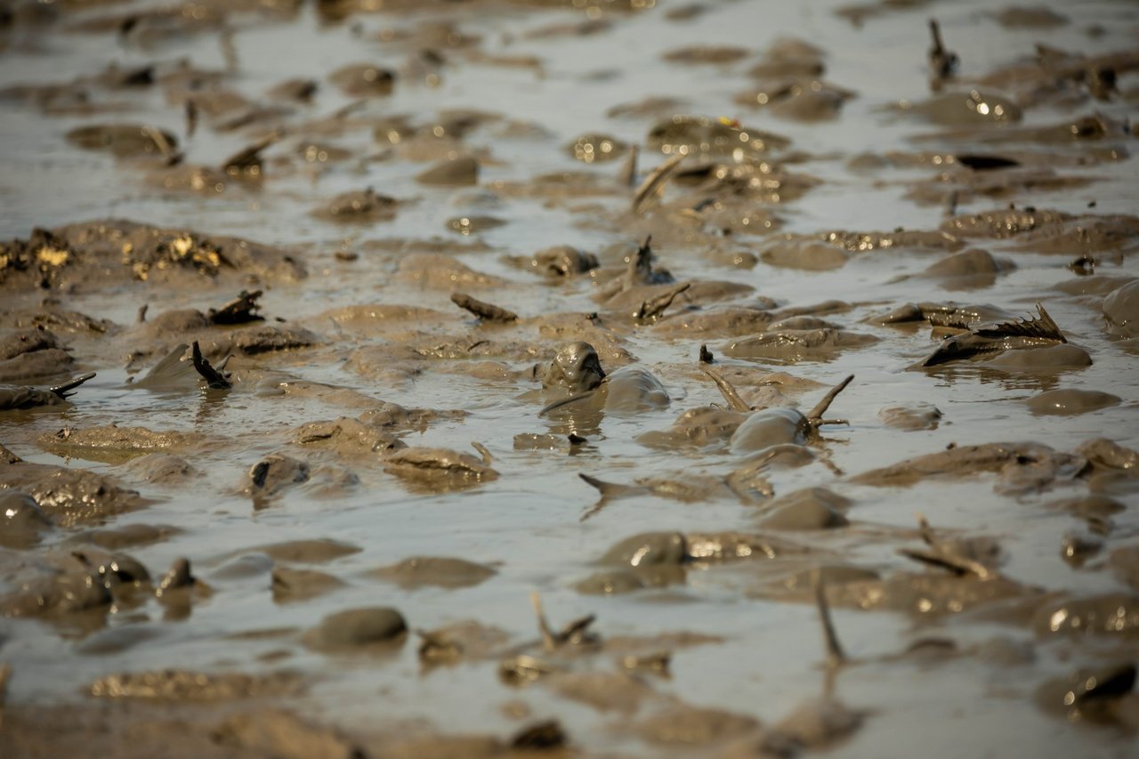 Peixes em uma pequena área com água na Baía do Campo, que enfrenta uma das piores secas