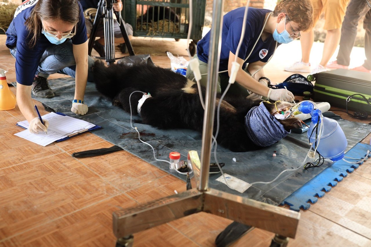 Urso preto asiático anestesiado, deitado no chão enquanto é examinado pela equipe de resgate